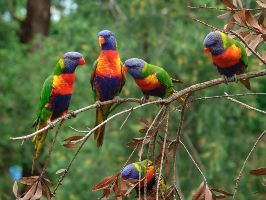 Rainbow Lorikeets – Bonita Wonder Gardens