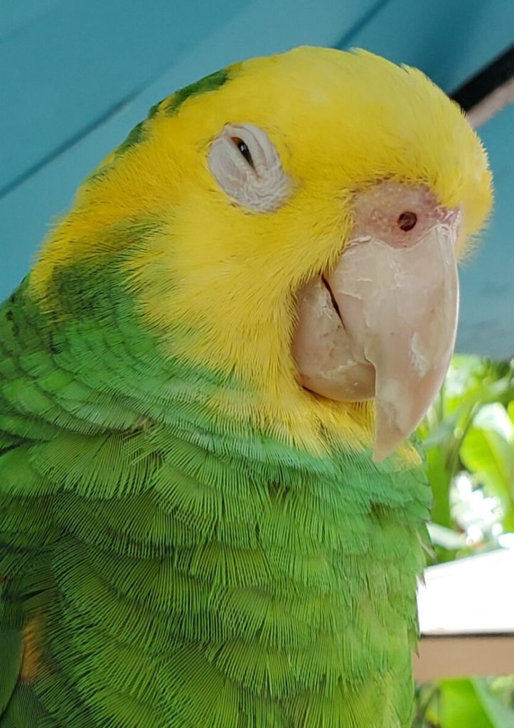 green parrot yellow head