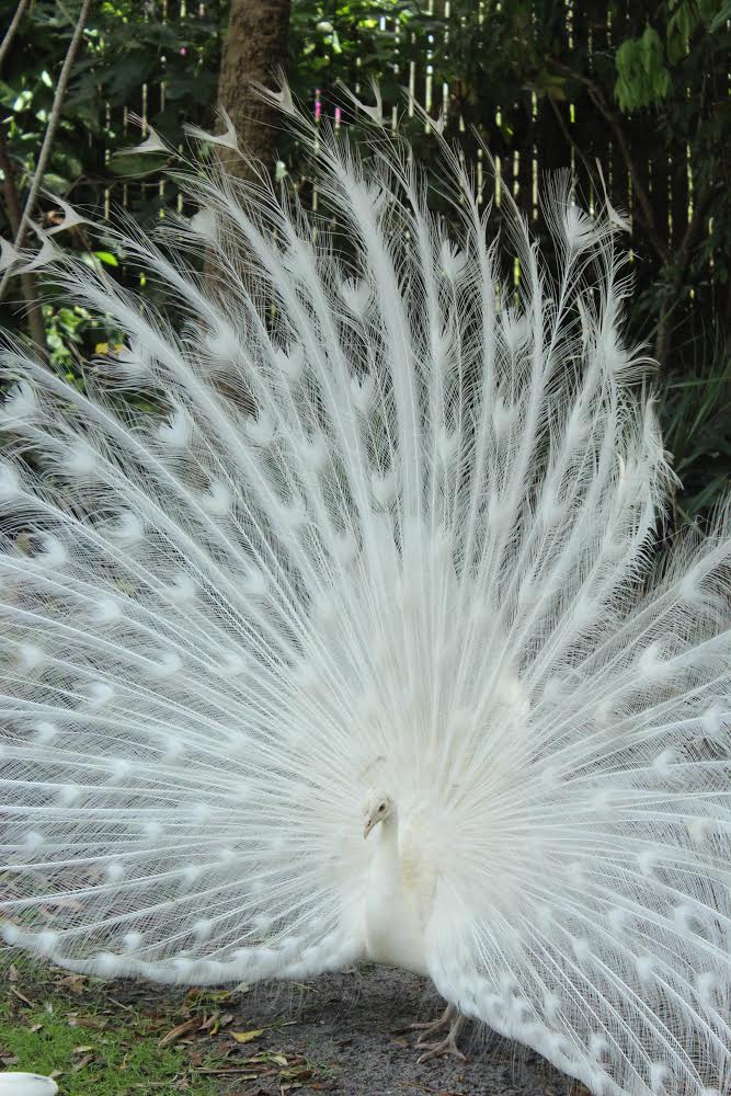 indian peacock images