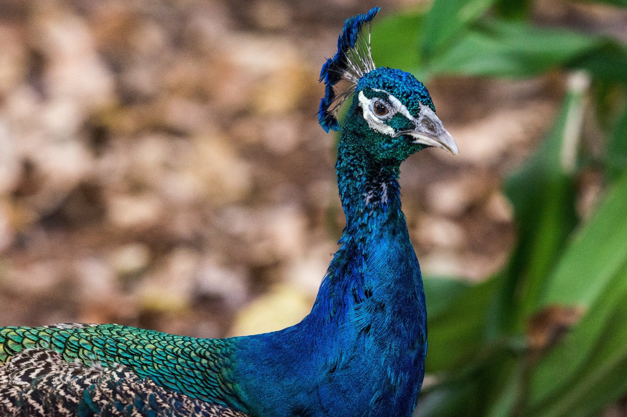 Indian Peafowl Bonita Wonder Gardens