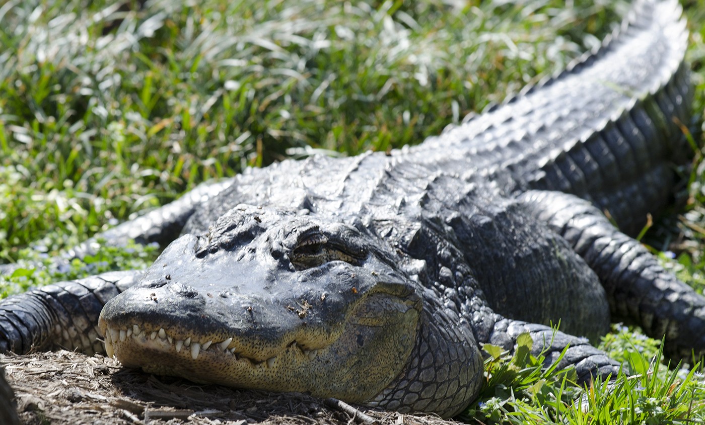 https://wondergardens.org/wp-content/uploads/2021/08/americanalligator-003.jpg