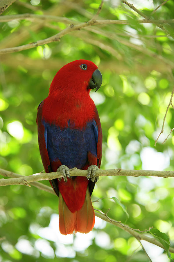 Eclectus parrot deals