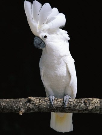 white umbrella bird