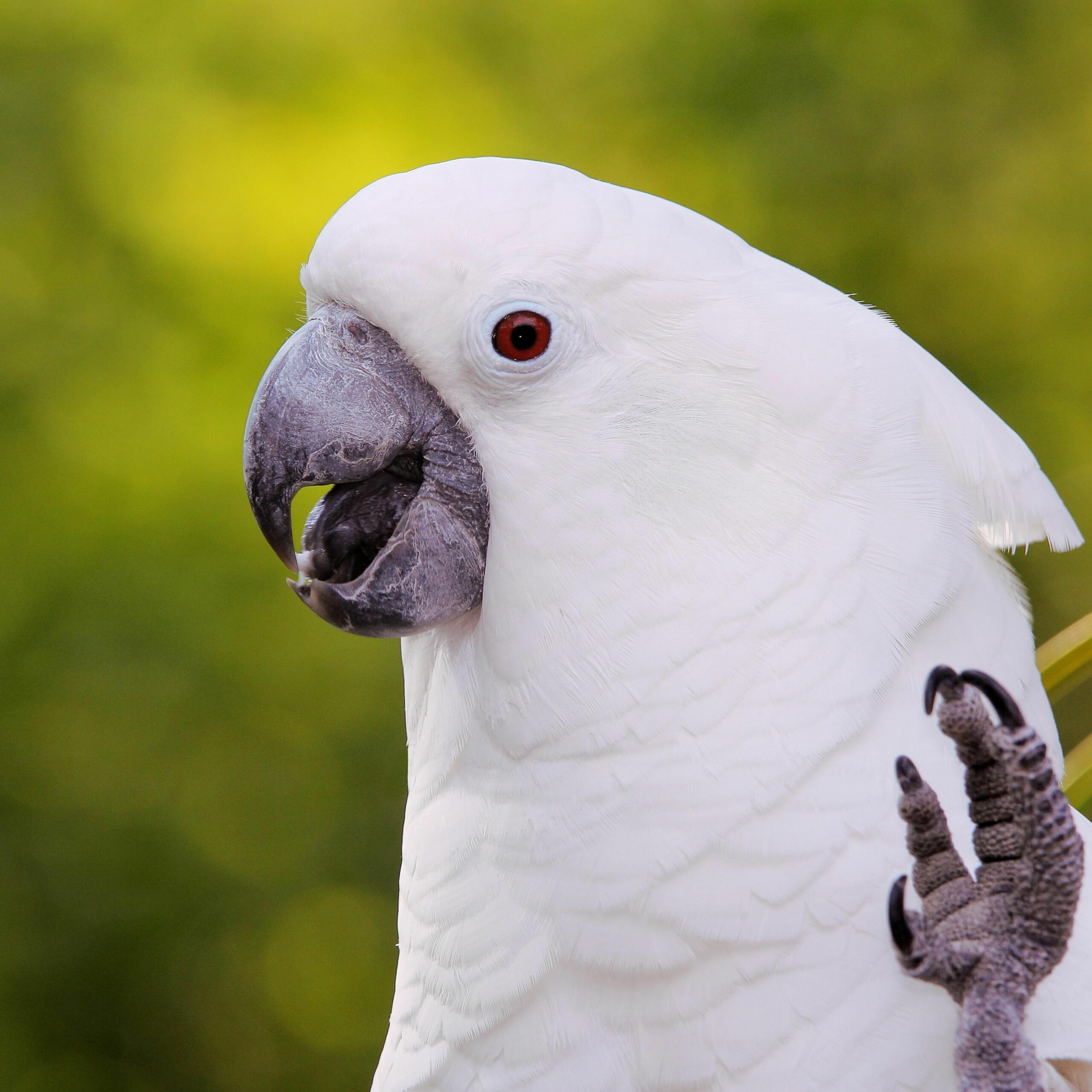 umbrella cockatoo eggs