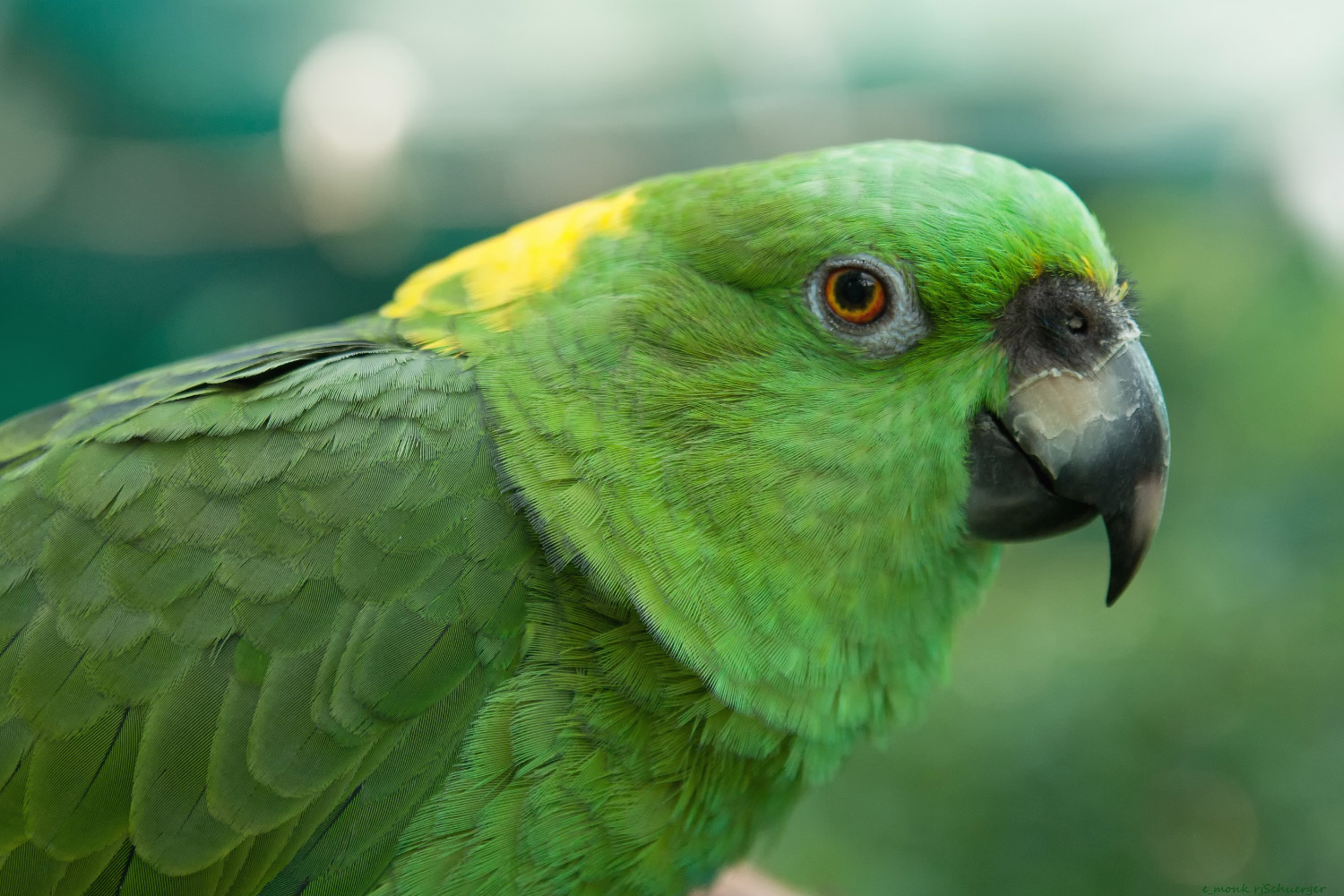 yellow naped amazon parrot