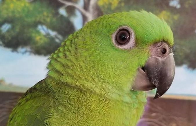 yellow naped amazon parrot