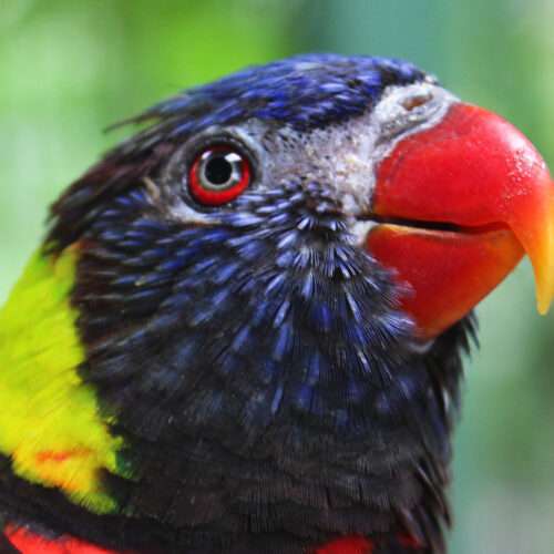 Close-up of a rainbow lorikeet with a bright blue head, red beak, and vivid yellow and green plumage.
