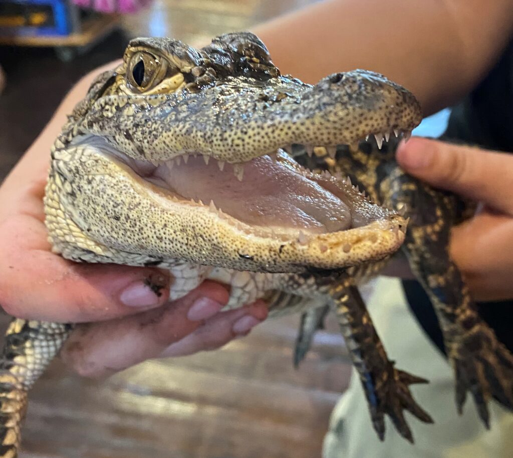 What Do Alligators Eat?  American Alligator & Chinese Alligator Diet