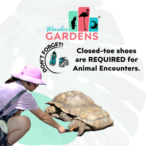 Person wearing a pink hat feeds a turtle at Wonder Gardens, with a sign reminding visitors that closed-toe shoes are required for animal encounters.