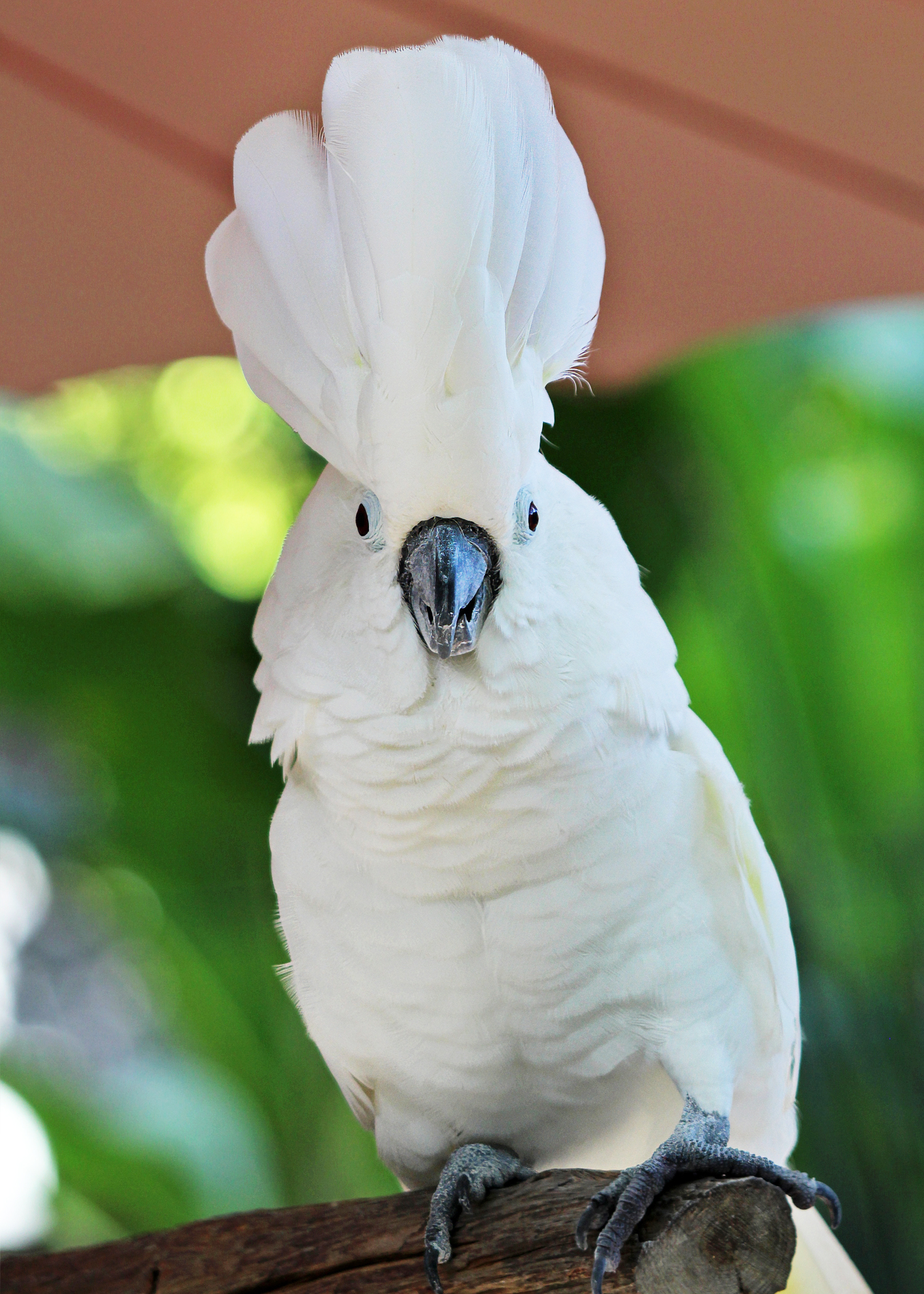 Cockatoo Umbrella Cockatoo Umbrella