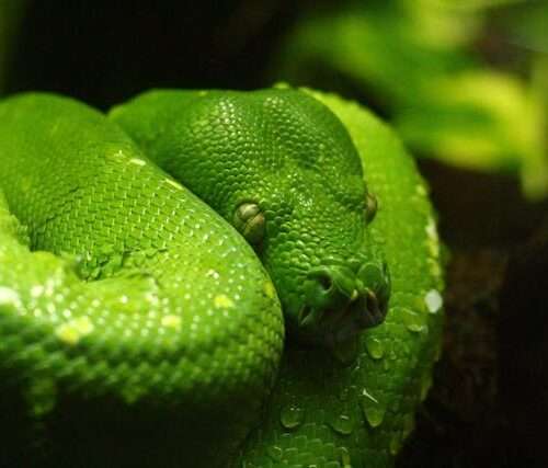 Close-up of a green snake with water droplets on its scales.